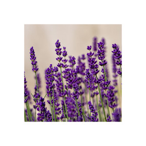 Lavendel